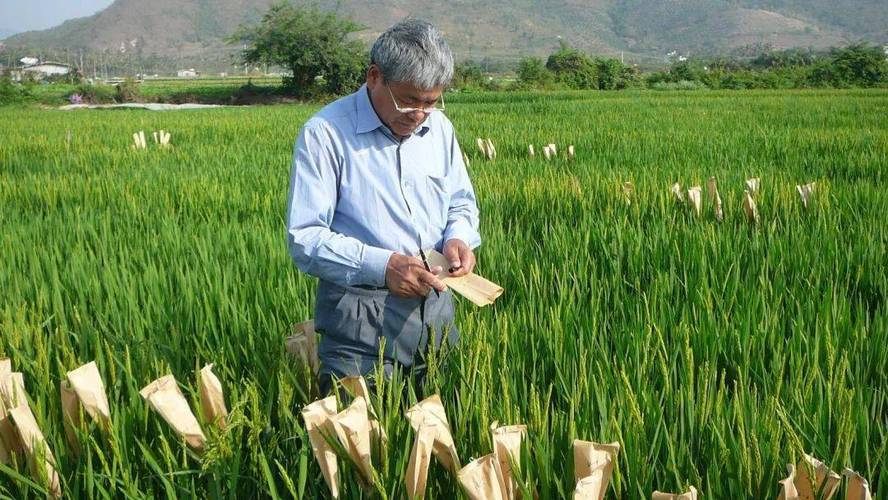 科研育种创新团队成了全省乃至全国水稻育种的一支生力军这个团队里既