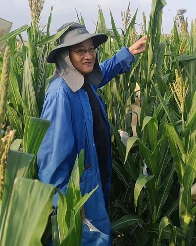 为了玉米育种山东农大科研团队创制了一个资源库