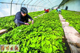 洛阳市书名种植专业合作社研发新型栽培技术带领农户致富