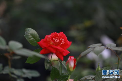 七夕将至 送你一束玫瑰 新花样