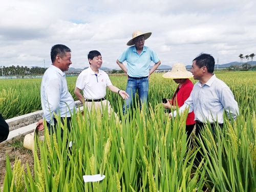 中国科学院李家洋院士考察中江种业南繁科研育种基地