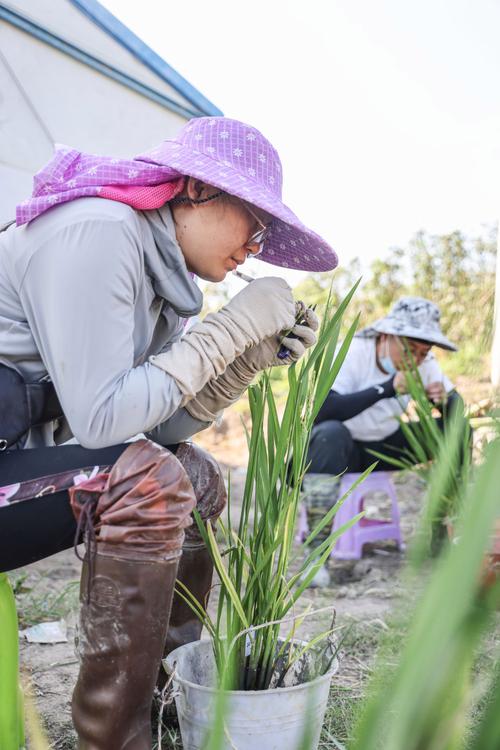 这是2月22日在海南三亚的国家南繁科研育种基地拍摄的已完成杂交实验