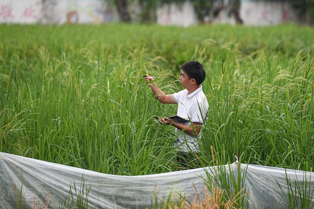 在位于海南陵水的国家南繁科研育种核心区安马洋基地,贺治洲记录