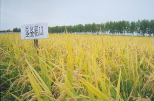 图片,海量精选高清图片库 黑龙江省佳木斯市三江水稻育种研究所