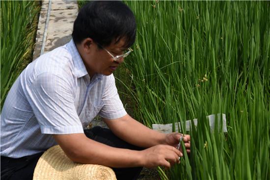 【致敬最美劳动者】水稻育种专家王书玉:搞农业科研 就是想让父老乡亲