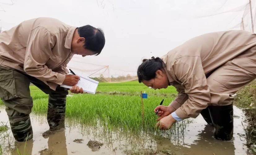 育种科研团队成员在插满试验材料标牌的材料田里察看试验水稻长势在