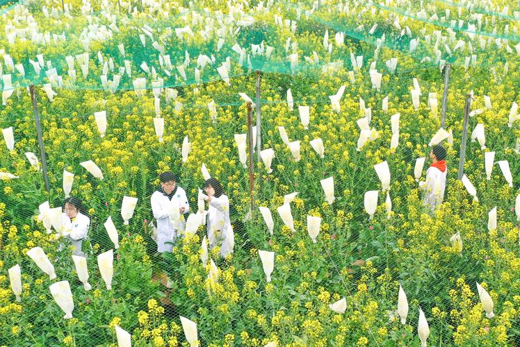 视觉重庆多彩油菜花盛开科研育种忙