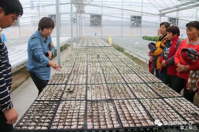 她,用小种苗“嫁”起“大农业”!嫁接的种苗覆盖全国20多个省市~