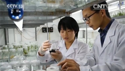 首次芒果太空育种细胞培育成活_新闻频道_央视网(cctv.com)