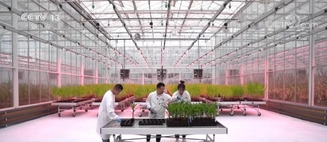 丰收“密码” | 育中国种 强农业本