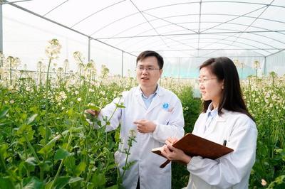 重庆北碚:油菜花科研育种忙