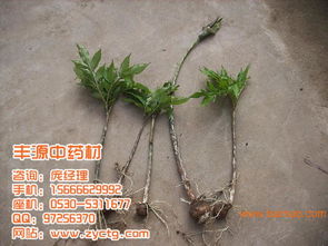 菏泽润龙航天育种 天南星种苗 全国出售,菏泽润龙航天育种 天南星种苗 全国出售生产厂家,菏泽润龙航天育种 天南星种苗 全国出售价格