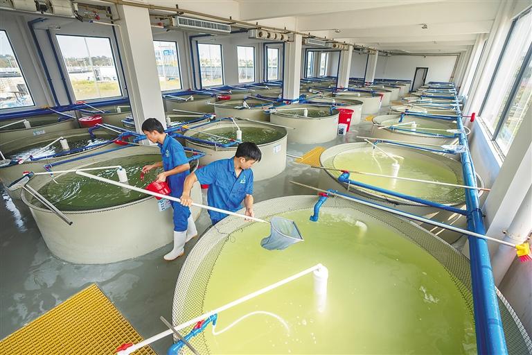 海南文昌冯家湾现代化渔业产业园:以“生态绿”涵养“海洋蓝”