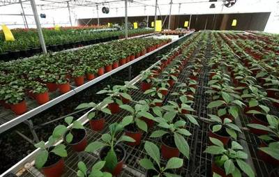三峡苗圃研究中心: 珍稀特有植物的“诺亚方舟”