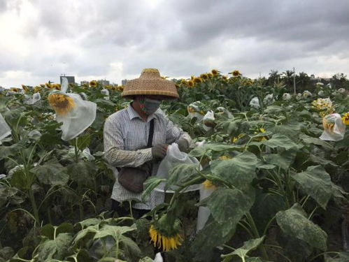 先锋丨内蒙古农科院向日葵遗传育种团队 科研,她们 疫 无反顾