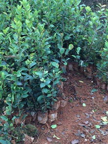 油茶树苗如何育种 油茶树苗 白土镇高产油茶苗圃1