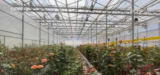 种业"芯片"研发加速 云南花卉品种持续"上新"