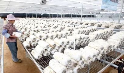 湛江广东农业公园:中国首个热带农业科技园