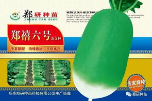 郑研种苗 中国优质萝卜种子供应专家