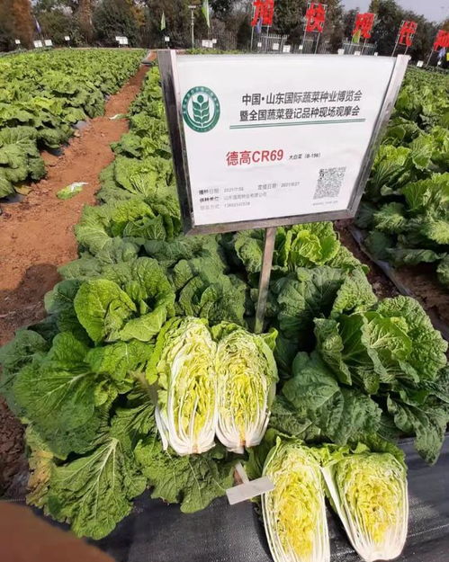 育成我国首个抗根肿病白菜品种,推广2800万亩 这家研究所靠啥领航