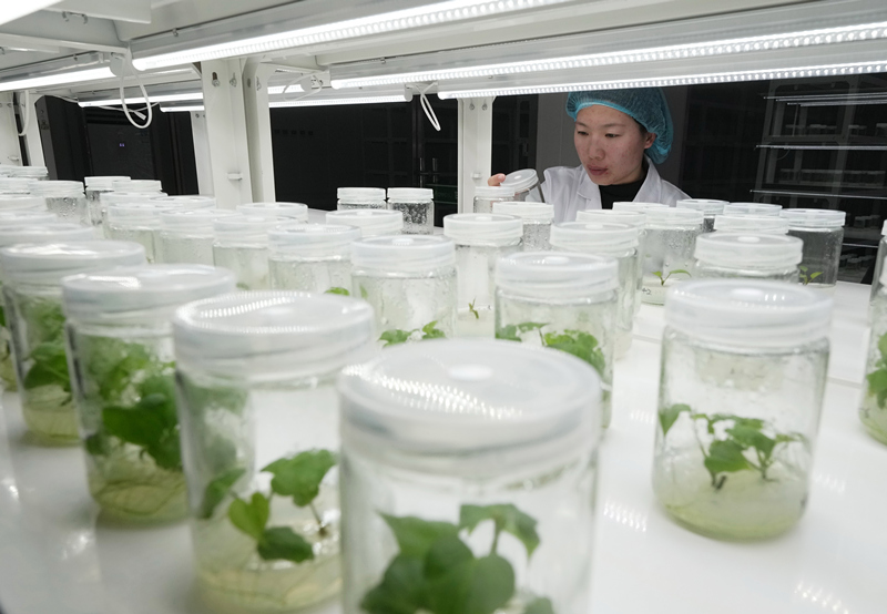 河北卢龙:甘薯苗扩繁忙