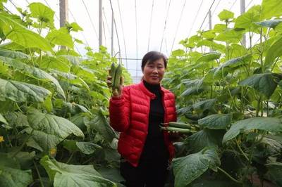 只要黄瓜品质高 不怕市场没销路