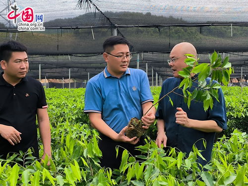 国家南繁科研育种基地又一项目落地 琼粤合作打造沉香产业技术协同创新中心