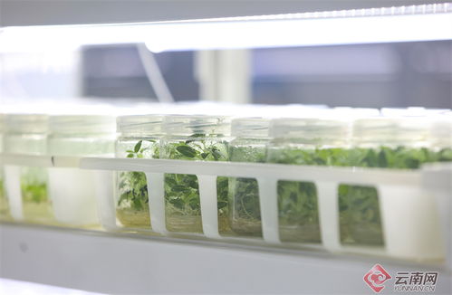 石林县探索数字赋能农业助推产业振兴