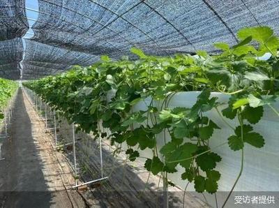 草莓就要上市了,你知道北京一半草莓种苗来自延庆吗?