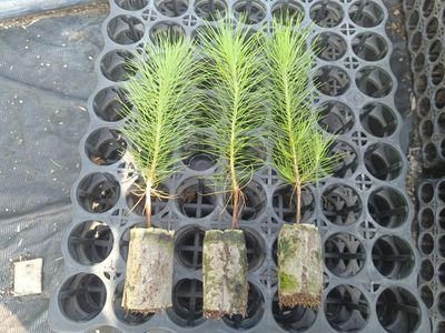科研人员突破云南思茅松系列关键技术
