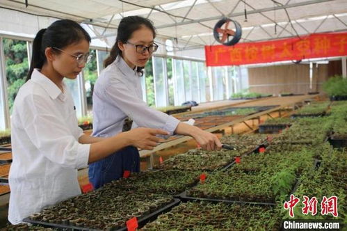广西建成亚洲最大桉树基因库 桉树育种 上天入地