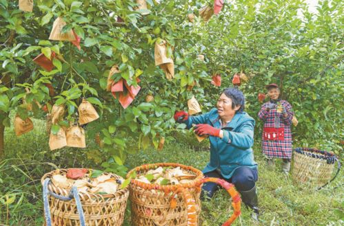农业 强 农民 富 ,我市 三农 工作交出满意答卷