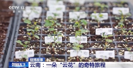 从花田到花瓶 这里的鲜花还要坐一趟"过山车"→