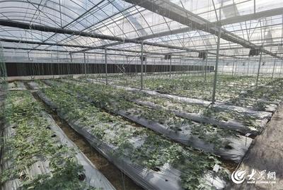 现代设施农业打造强农新引擎 青岛农产品出口额连续多年位居第一
