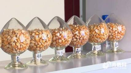 65秒|建设“鲁西种苗谷”开展种源技术攻关!聊城莘县要打造中国种苗第一县
