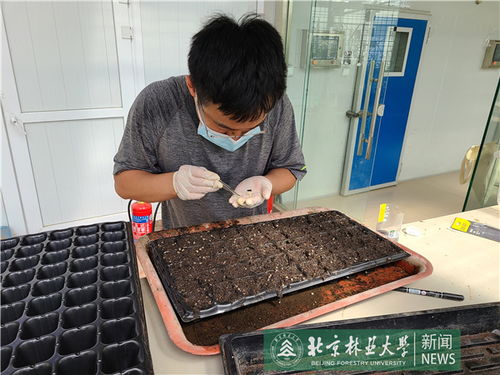 生物学院科研团队开展航天育种实验 加速杂交枫香种质创新