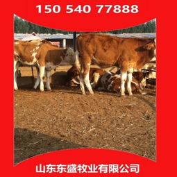 安徽省合肥市小牛犊多少钱 包健康 包盈利