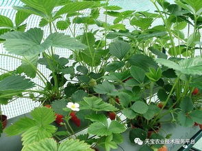 买草莓苗这八忌,你都注意了吗