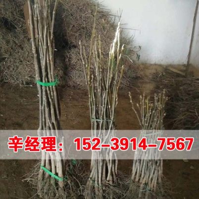 南阳哪里有薄壳核桃苗 核桃树苗怎么卖