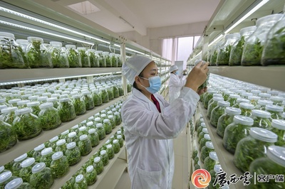 高清图集:守护深山里的"兰花王国"