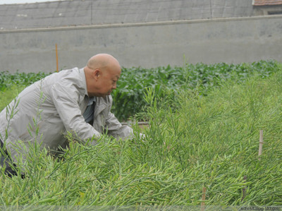 青岛胶研种苗