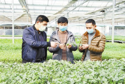 扶沟:科技人员技术到“家”指导育苗生产
