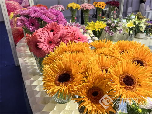 国风月季喜获最具市场潜力切花新品种优胜奖 云南看点 社会频道