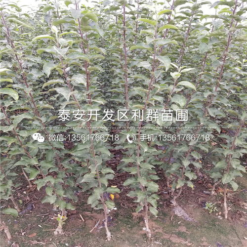 【m26苹果苗出售、2019年m26苹果苗价格】- 