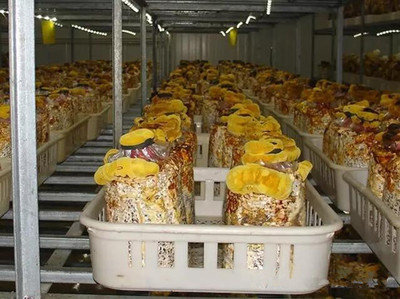 “珍稀药用真菌桑黄的新品种选育及规模化生产关键技术研究与示范”研讨会在江苏召开_业内动态_食用菌新闻_中国食用菌商务网