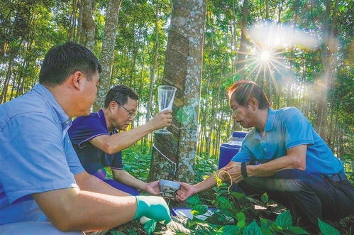 海南橡胶育种 三代人跨越66年的科研接力