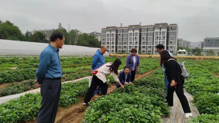 强强联合!石家庄慧谷农业与江苏省农业科学院粮食作物研究所签订甘薯联合育种协议!