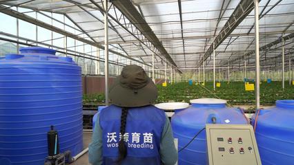 连云港东海:集约化脱毒育苗助草莓提质增效
