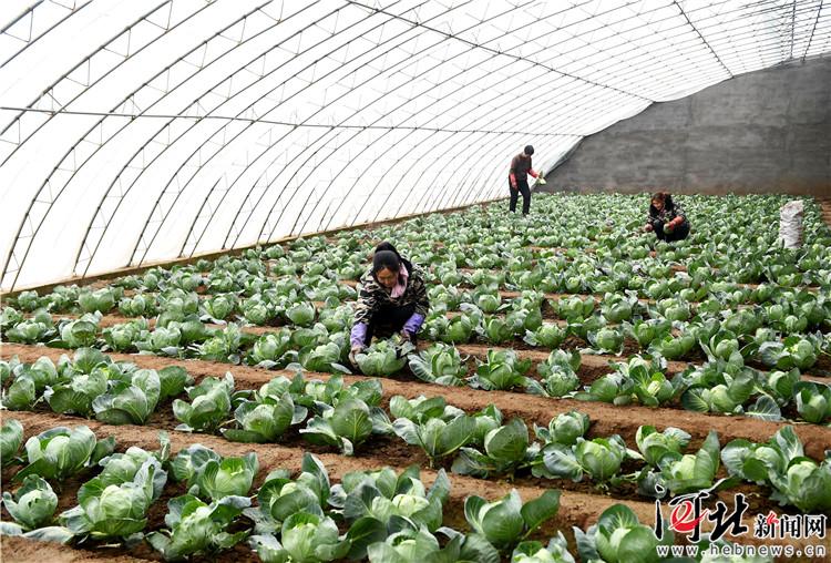 邢台:甘蓝种子销全国(图)