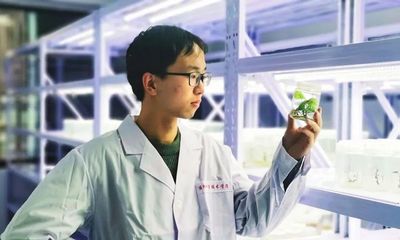 科技赋能产业发展--优质薯苗“博士农场”将甘薯脱毒种苗繁育实验室搬到田间地头